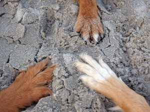 Rügens Hundestrände in einer Übersicht