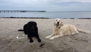 Ferienwohnungen mit Hunden auf der Insel Rügen