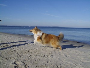 Ostseeurlaub für Hunde