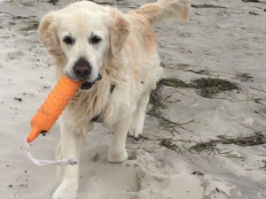 Ferienwohnungen für Hundebesitzer auf Rügen