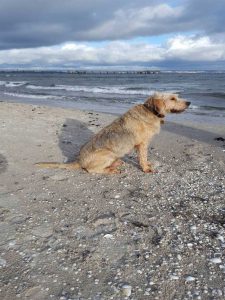 Der Geheimtipp sind usnere Ferienwohnungen für Hundebesitzer in Binz uaf der Insel Rügen