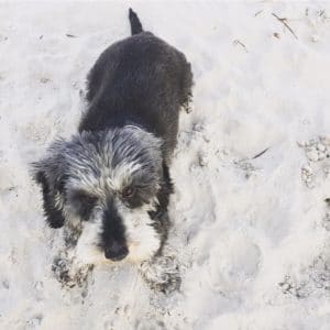 Ferienwohnung für Hunde in Binz