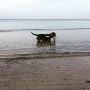 Mr Summer in der Ostsee am Hundestrand der Insel Rügen
