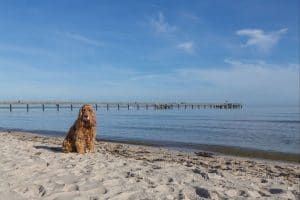 Ferienwohnungen mit Hund in Binz auf der Insel Rügen Rügen
